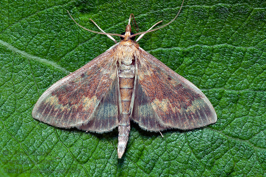 Ostrinia nubilalis