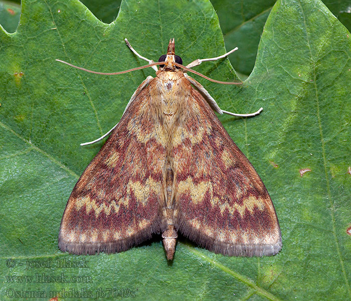 Omacnica prosowianka Ostrinia nubilalis