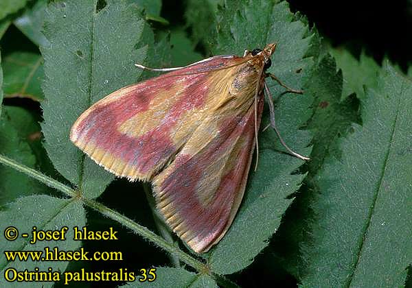 Ostrinia palustralis Pyralis Zavíječ bahenní