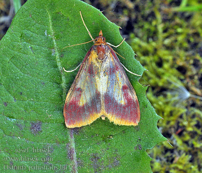 Ostrinia palustralis Pyralis Vijačka bahnisková Огневка щавелевая