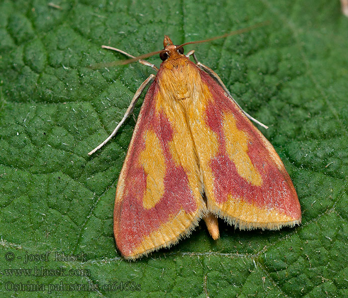 Zavíječ bahenní Ostrinia palustralis
