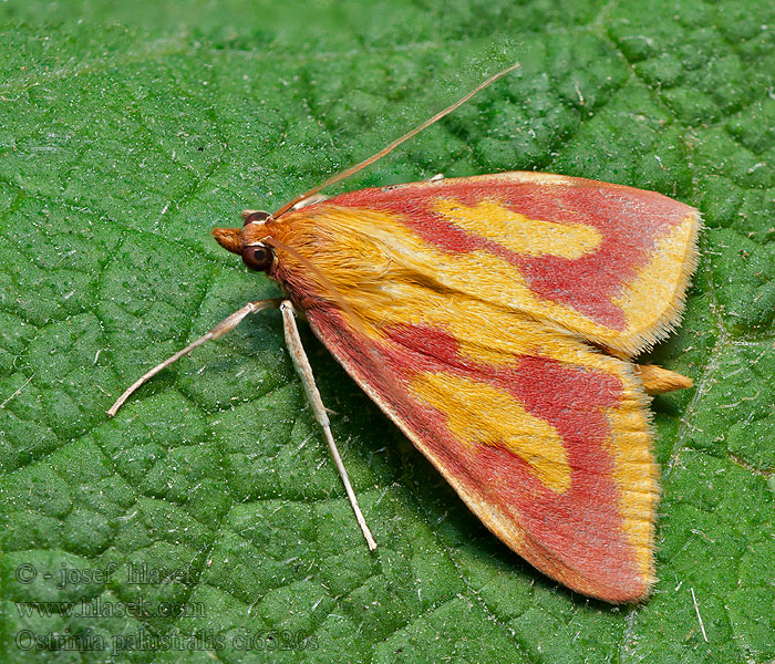 Vijačka bahnisková Ostrinia palustralis