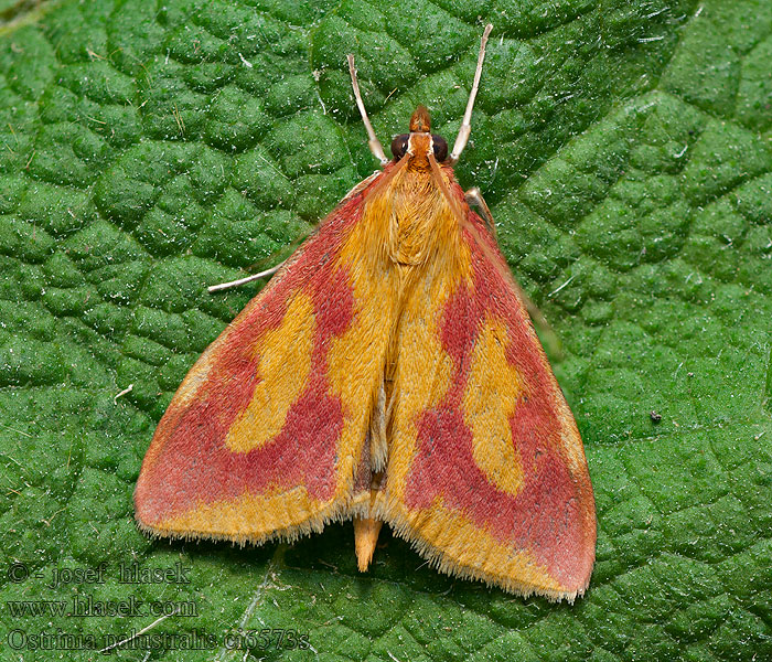 Огневка щавелевая Ostrinia palustralis