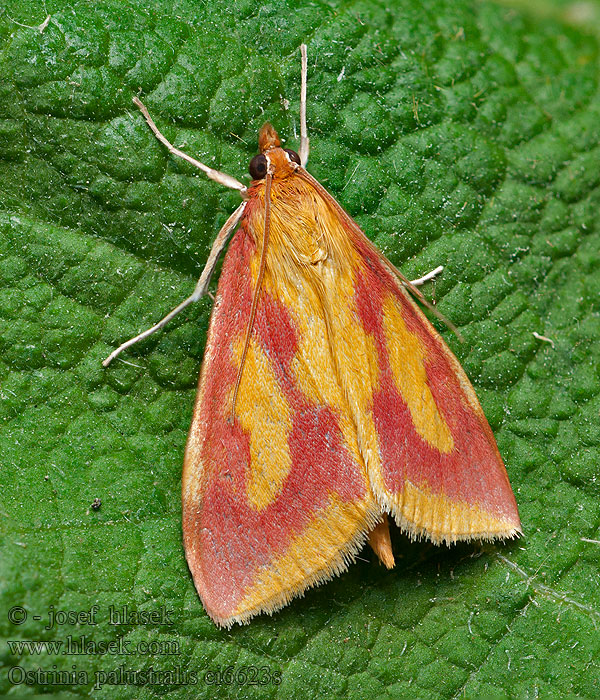 Огневка щавелевая Ostrinia palustralis