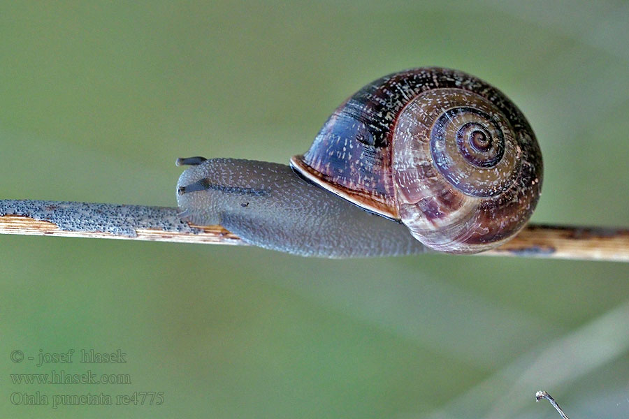 Otala punctata Otala tečkovaná Spanische Feldschnecke