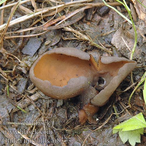 Otidea mirabilis Ouško pestré