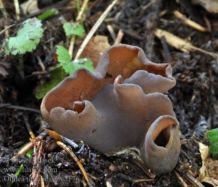 Otidea mirabilis Otidée admirable