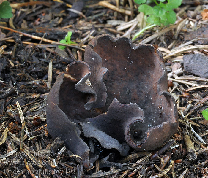 Otidée admirable Otidea mirabilis