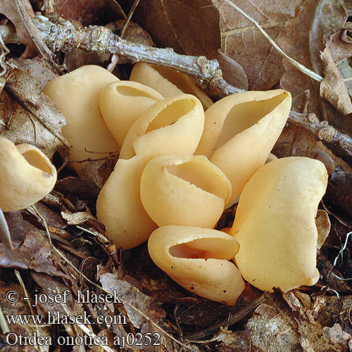 Otidea onotica Uchówka ośla Ēzeļu ausene Æsel-Ørebæger Orange Ear Fungus Eselsohr Aasinkorva Nyúlfülgomba Eseløre Отидея ослиная Ослиные уши Stort haröra Ouško kornoutovité Oreille lièvre Gewoon Varkensoor Uško oslie