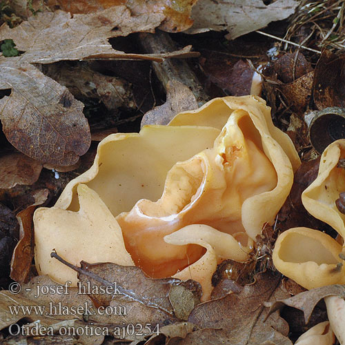 Otidea onotica Orange Ear Fungus Eselsohr Aasinkorva Nyúlfülgomba Eseløre Отидея ослиная Ослиные уши Stort haröra Ouško kornoutovité Oreille lièvre Gewoon Varkensoor Uško oslie Uchówka ośla Ēzeļu ausene Æsel-Ørebæger