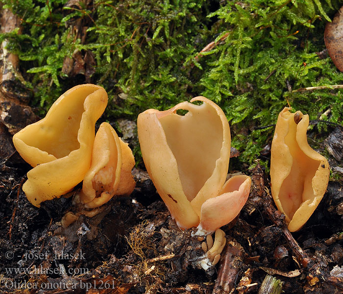 Stort haröra Ouško kornoutovité Oreille lièvre Gewoon Varkensoor Uško oslie Uchówka ośla Ēzeļu ausene Æsel-Ørebæger Orange Ear Fungus Eselsohr Aasinkorva Nyúlfülgomba Eseløre