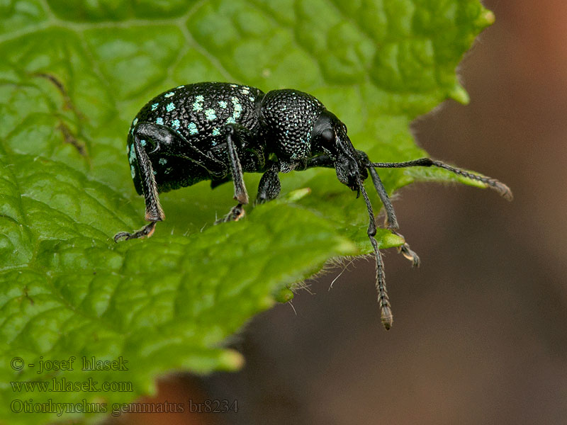 Otiorhynchus gemmatus