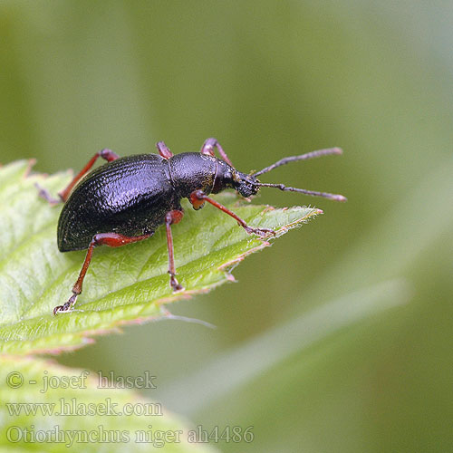 Otiorhynchus niger rugipennis Lalokonosec černý Großer Schwarzer Rüsselkäfer Черный хоботник