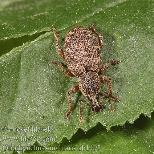 Otiorhynchus singularis ab1497