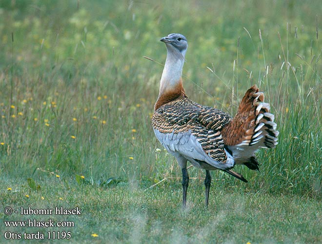 Otis tarda Great Bustard Großtrappe Outarde barbue