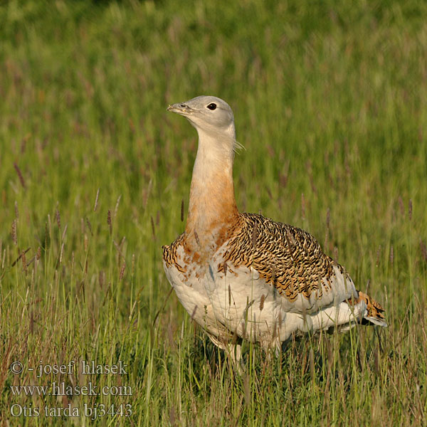 Дроплja Pula mjekër Otis tarda Great Bustard