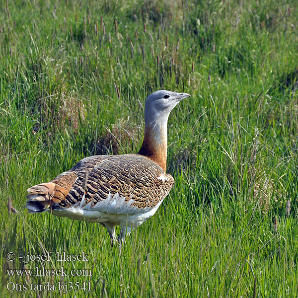 Pula mjekër Otis tarda Great Bustard Großtrappe