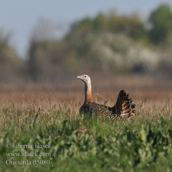 Otis tarda Great Bustard Großtrappe Outarde barbue