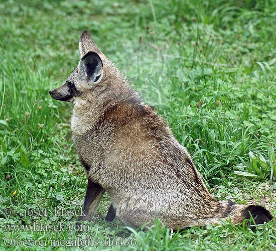 Otocyon megalotis Bat-eared Fox Draaijakkals Louarn skouarnek Дългоуха лисица Pes ušatý Øreræv Löffelhund Otocyon megalotis Renard oreilles chauve-souris Otocyon megalotis שועל אוזנן Lielausu lapsa Didžiaausė lapė Lapátfülű róka Grootoorvos オオミミギツネ Ørehund Otocjon Otócion Большеухая лисица Korvakoira Öronhund İri kulaklı tilki 大耳狐