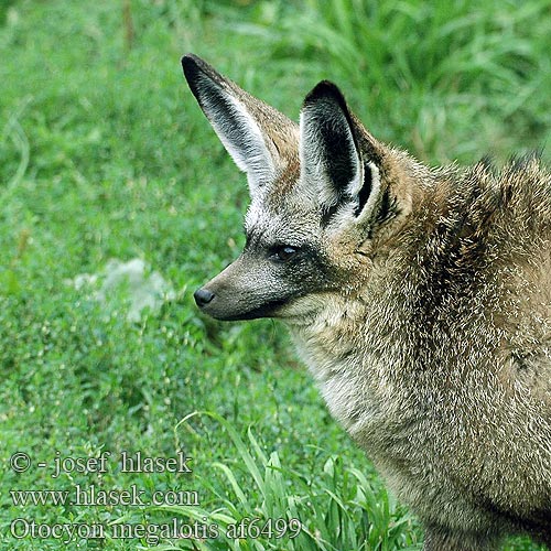 Дългоуха лисица Pes ušatý Øreræv Löffelhund Otocyon megalotis Renard oreilles chauve-souris Otocyon megalotis שועל אוזנן Lielausu lapsa Didžiaausė lapė Lapátfülű róka Grootoorvos オオミミギツネ Ørehund Otocjon Otócion Большеухая лисица Korvakoira Öronhund İri kulaklı tilki 大耳狐 Otocyon megalotis Bat-eared Fox Draaijakkals Louarn skouarnek