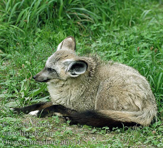 Renard oreilles chauve-souris Otocyon megalotis שועל אוזנן Lielausu lapsa Didžiaausė lapė Lapátfülű róka Grootoorvos オオミミギツネ Ørehund Otocjon Otócion Большеухая лисица Korvakoira Öronhund İri kulaklı tilki 大耳狐 Otocyon megalotis Bat-eared Fox Draaijakkals Louarn skouarnek Дългоуха лисица Pes ušatý Øreræv Löffelhund Otocyon megalotis