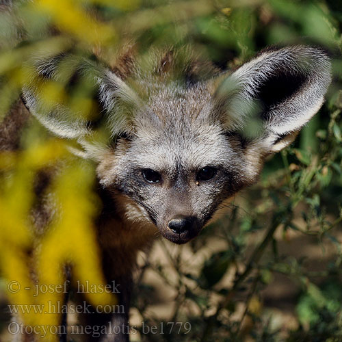 Большеухая лисица Korvakoira Öronhund İri kulaklı tilki 大耳狐 Otocyon megalotis Bat-eared Fox Draaijakkals Louarn skouarnek Дългоуха лисица Pes ušatý Øreræv Löffelhund Otocyon megalotis Renard oreilles chauve-souris Otocyon megalotis שועל אוזנן Lielausu lapsa Didžiaausė lapė Lapátfülű róka Grootoorvos オオミミギツネ Ørehund Otocjon Otócion