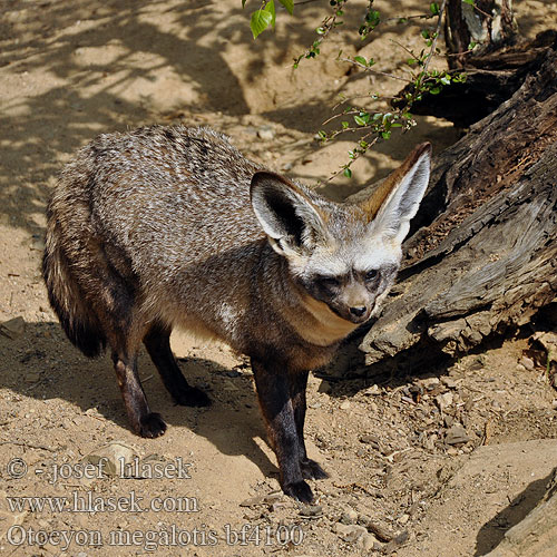 大耳狐 Otocyon megalotis Bat-eared Fox Draaijakkals Louarn skouarnek Дългоуха лисица Pes ušatý Øreræv Löffelhund Otocyon megalotis Renard oreilles chauve-souris Otocyon megalotis שועל אוזנן Lielausu lapsa Didžiaausė lapė Lapátfülű róka Grootoorvos オオミミギツネ Ørehund Otocjon Otócion Большеухая лисица Korvakoira Öronhund İri kulaklı tilki