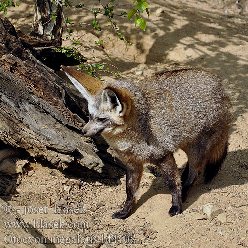 Bat-eared Fox Draaijakkals Louarn skouarnek Дългоуха лисица Pes ušatý Øreræv Löffelhund Otocyon megalotis Renard oreilles chauve-souris Otocyon megalotis שועל אוזנן Lielausu lapsa Didžiaausė lapė Lapátfülű róka Grootoorvos オオミミギツネ Ørehund Otocjon Otócion Большеухая лисица Korvakoira Öronhund İri kulaklı tilki 大耳狐 Otocyon megalotis