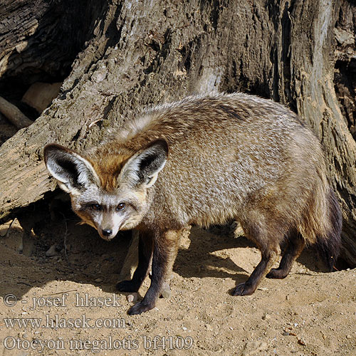 Draaijakkals Louarn skouarnek Дългоуха лисица Pes ušatý Øreræv Löffelhund Otocyon megalotis Renard oreilles chauve-souris Otocyon megalotis שועל אוזנן Lielausu lapsa Didžiaausė lapė Lapátfülű róka Grootoorvos オオミミギツネ Ørehund Otocjon Otócion Большеухая лисица Korvakoira Öronhund İri kulaklı tilki 大耳狐 Otocyon megalotis Bat-eared Fox