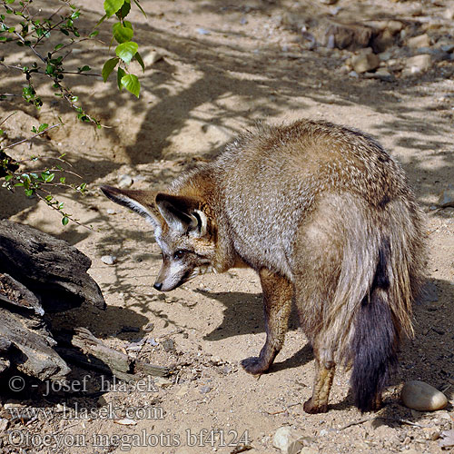 Pes ušatý Øreræv Löffelhund Otocyon megalotis Renard oreilles chauve-souris Otocyon megalotis שועל אוזנן Lielausu lapsa Didžiaausė lapė Lapátfülű róka Grootoorvos オオミミギツネ Ørehund Otocjon Otócion Большеухая лисица Korvakoira Öronhund İri kulaklı tilki 大耳狐 Otocyon megalotis Bat-eared Fox Draaijakkals Louarn skouarnek Дългоуха лисица