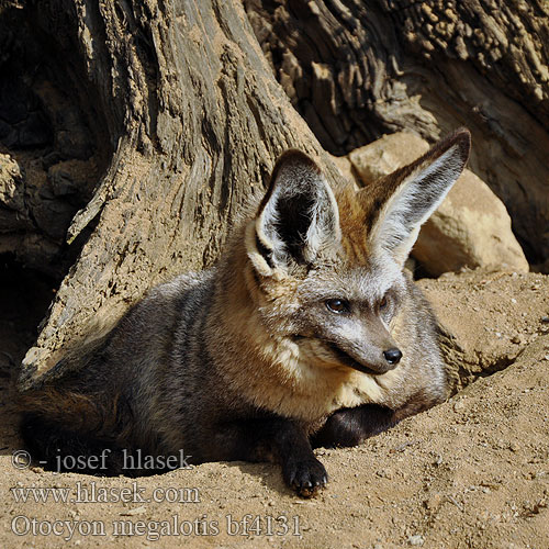 Löffelhund Renard oreilles chauve-souris Otocyon megalotis שועל אוזנן Lielausu lapsa Didžiaausė lapė Lapátfülű róka Grootoorvos オオミミギツネ Ørehund Otocjon Otócion Большеухая лисица Korvakoira Öronhund İri kulaklı tilki 大耳狐 Otocyon megalotis Bat-eared Fox Draaijakkals Louarn skouarnek Дългоуха лисица Pes ušatý Øreræv