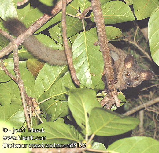 Otolemur crassicaudatus Brown Greater Galago thick-tailed bushbaby Bush Baby Wetenschappelijk dikstaartgalago Galagone gigante Óriás fülesmaki Riesengalago Großohr-Riesengalago Galago gruboogonowy Komba velká Gálago Cola Ancha Tjocksvansad galago Galagoer 粗尾婴猴 Galago meur Galago queue touffue Storauodegis galagas オオガラゴ Толстохвостый галаго