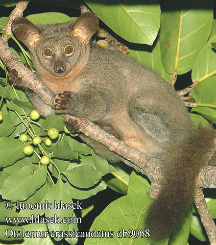 オオガラゴ Толстохвостый галаго Otolemur crassicaudatus Brown Greater Galago thick-tailed bushbaby Bush Baby Wetenschappelijk dikstaartgalago Galagone gigante Óriás fülesmaki Riesengalago Großohr-Riesengalago Galago gruboogonowy Komba velká Gálago Cola Ancha Tjocksvansad galago Galagoer 粗尾婴猴 Galago meur Galago queue touffue Storauodegis galagas