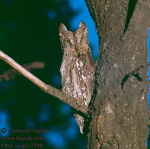 Otus scops Scops Owl Zwergohreule Petit-duc scops Autillo Europeo Výreček malý Dværghornugle Dwergooruil Kyläpöllönen Assiolo Dverghornugle Dvärguv 西红角鸮 Сплюшка ヨアロッパコノハズク الثبج Γκιώνης Mocho-d'orelhas Совка İshakkuşu שעיר מצוי Syczek Füleskuvik Výrik lesný obyčajný malý Чухал Чухъл წყრომი 소쩍새 Градинарски кук Ушест був Veliki skovik