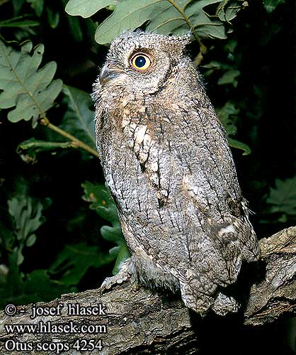 Otus scops 4254