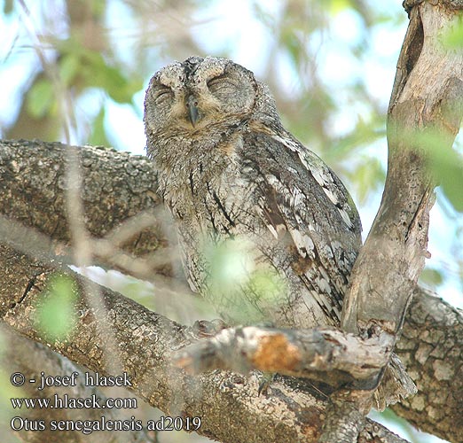 Otus senegalensis African Scops Owl Savannedværghornugle Afrikanpöllönen Petit-duc africain Afrikaanse Dwergooruil Assiolo africano Senegal-Zwergohreule Afrika-Zwergohreule Zwergohreule Syczek afrykanski Výreček africký Autillo Africano Afrikansk dvärguv Skopsuil Lerubisana Skopsuil שעיר מצוי