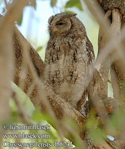 Otus senegalensis db5241