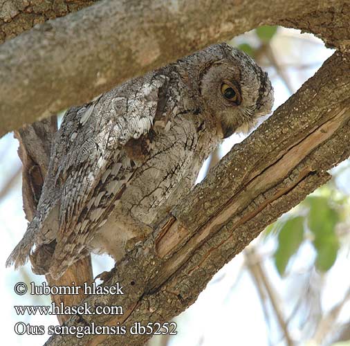 Zwergohreule Syczek afrykanski Výreček africký Autillo Africano Afrikansk dvärguv Skopsuil Lerubisana Skopsuil שעיר מצוי Otus senegalensis African Scops Owl Savannedværghornugle Afrikanpöllönen Petit-duc africain Afrikaanse Dwergooruil Assiolo africano Senegal-Zwergohreule Afrika-Zwergohreule