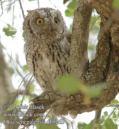 Otus senegalensis db5263