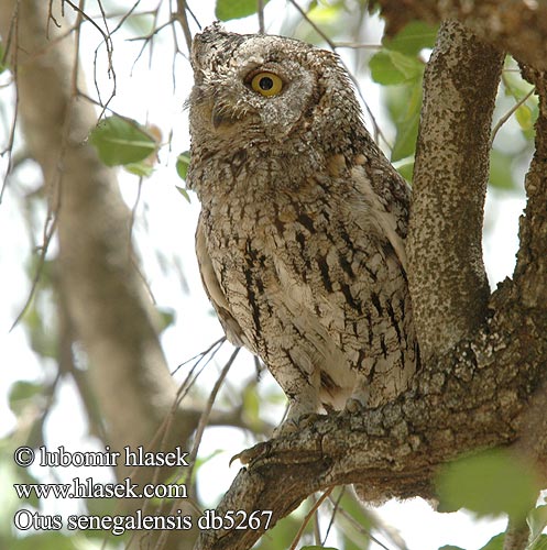 Otus senegalensis db5267