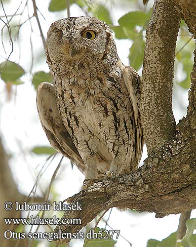 Otus senegalensis db5277