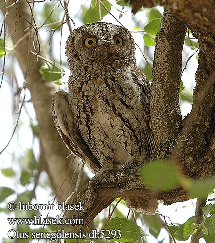 Otus senegalensis db5293