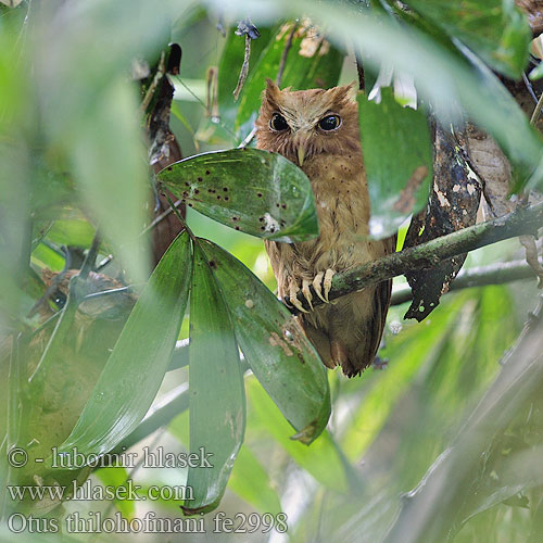 Otus thilohoffmanni  Serendib Scops-Owl Petit-duc Sérendip Serendibugle Výrik cejlónsky Serendibugle