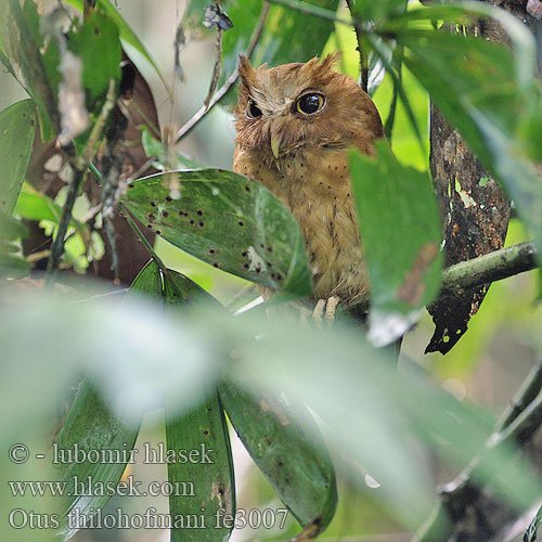 Serendibugle Výrik cejlónsky Serendibugle Otus thilohoffmanni  Serendib Scops-Owl Petit-duc Sérendip