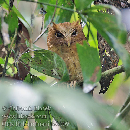 Serendibugle Výreček cejlonský Serendibugle Otus thilohoffmanni  Serendib Scops-Owl Petit-duc Sérendip