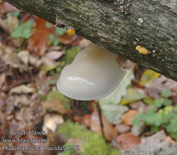 Oudemansiella mucida Porcelain Fungus Porcelænshat