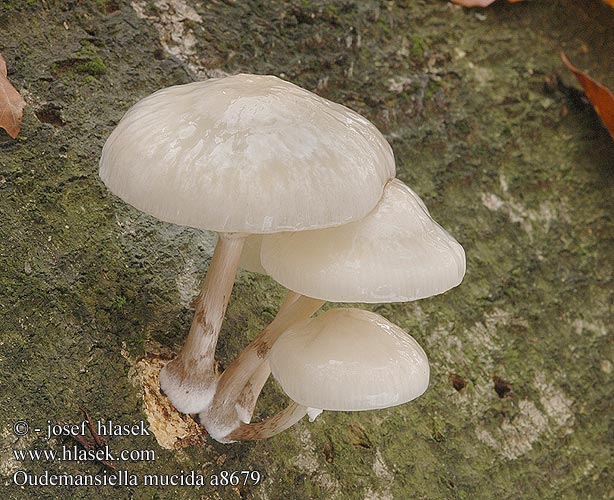 Oudemansiella mucida Beringter Schleimrübling