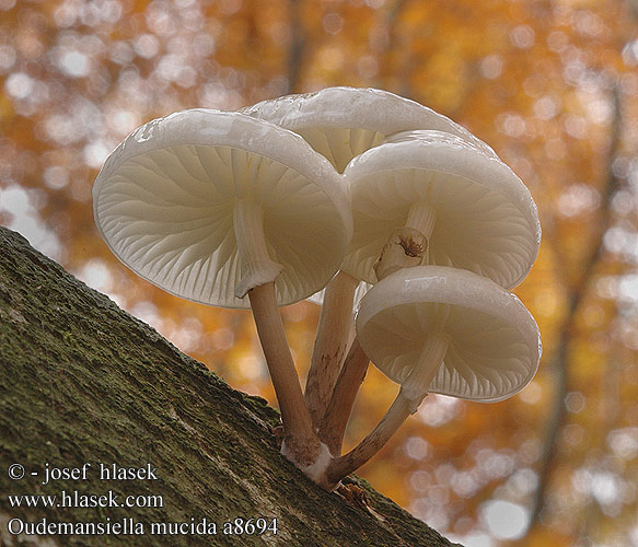 Oudemansiella mucida Porslinsskivling Agaricus mucidus