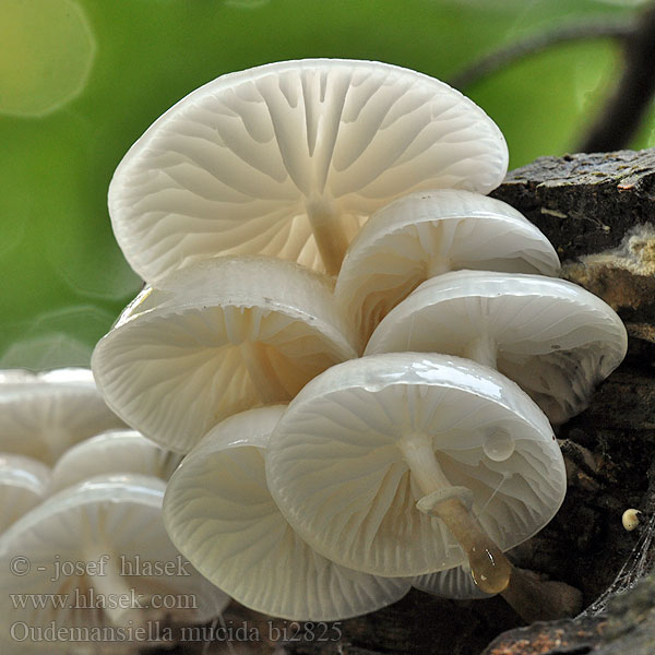 Porslinsskivling Postinsnagelskivling Porcelain Fungus