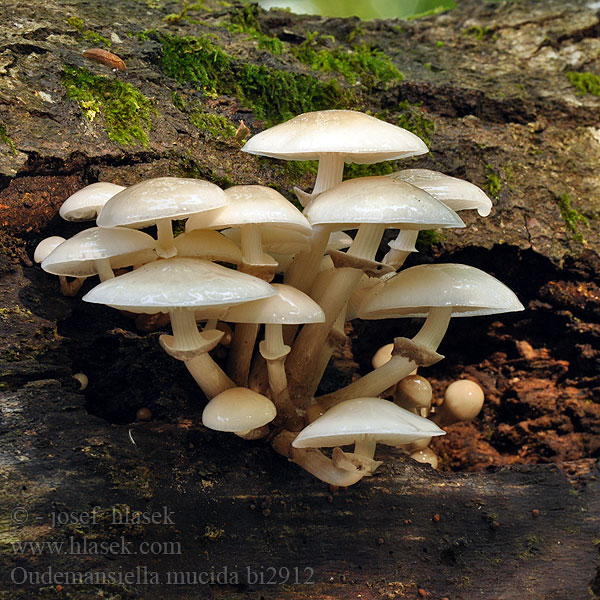 Porcelain Fungus Porcelænshat Posliinisieni Collybie visqueuse Oudemansiella mucida Porseleinzwam Gyűrűs fülőke Beringter Schleimrübling Monetka kleista bukowa Sliznačka obyčajná Slizečka porcelánová slizká Porslinsskivling Agaricus mucidus Armillaria Mucidula Porselenshatt ヌメリツバタケ Муцидула слизистая удемансиелла Sluzasta širokolistka Porslinsskivling Postinsnagelskivling